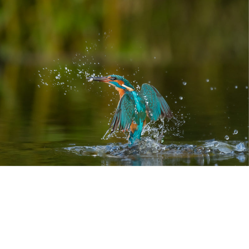 Een kleurrijke ijsvogel spat door het water tijdens een snelle duik op zoek naar vis. Het opspattend water en de beweging geven de foto dynamiek