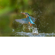 Met gespreide vleugels stijgt de ijsvogel op uit het water, omringd door fonkelende druppels. Een krachtig en sierlijk natuurmoment