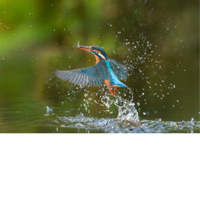 Met gespreide vleugels stijgt de ijsvogel op uit het water, omringd door fonkelende druppels. Een krachtig en sierlijk natuurmoment