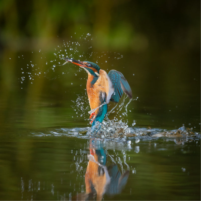 De ijsvogel komt recht omhoog uit het water terwijl de spiegeling zichtbaar blijft in het rustige oppervlak. Een sterk beeld van focus en precisie