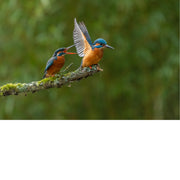 Een koppeltje ijsvogels delen een intens moment op een bemoste tak. Terwijl één vogel de vleugels spreidt, roept de andere. Een levendig tafereel vol interactie en emotie in de natuur.