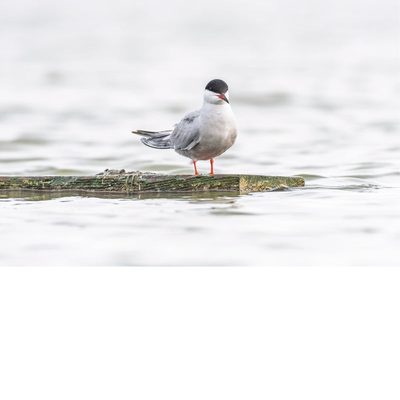 Frontaal in beel toont de stern haar fijne vormen en rustige houding tegen een zachte, bijna monochrome achtergrond