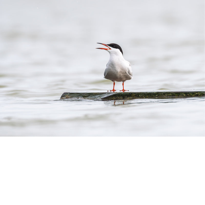 Met geopende snavel roept de stern boven het stille water. Een levendig moment in een verder rustige compositie