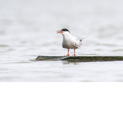 Een solitaire stern staat in een zachte, lichte omgeving waardoor de eenheid en elegantie van de vogel volledig tot hun recht komen