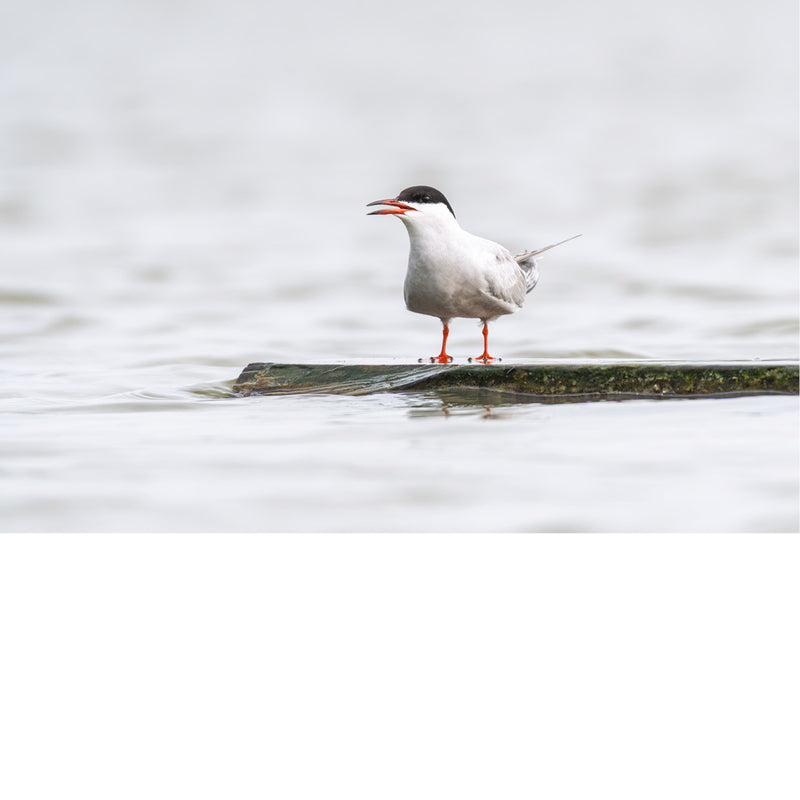Een solitaire stern staat in een zachte, lichte omgeving waardoor de eenheid en elegantie van de vogel volledig tot hun recht komen
