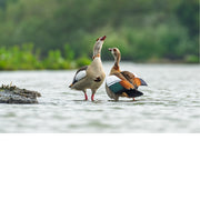Twee nijlganzen staan in ondiep water tegenover elkaar, alsof ze een gesprek voeren. De zachte achtergrond en rustige compositie zorgen voor een natuurlijke sfeer