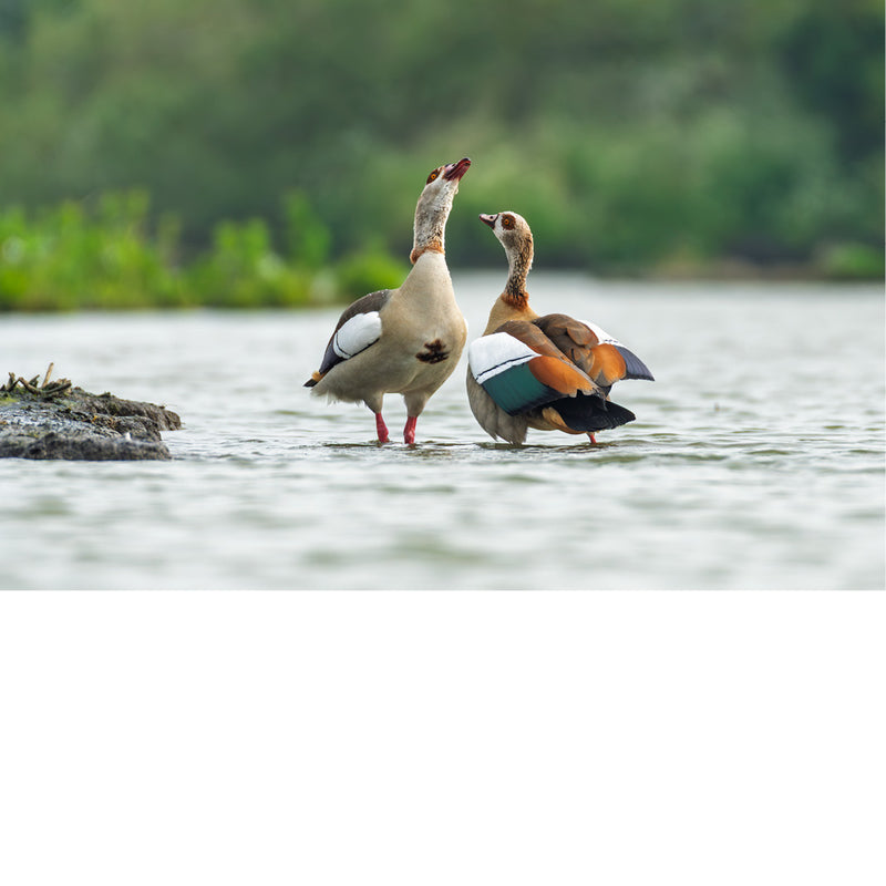 Twee nijlganzen staan in ondiep water tegenover elkaar, alsof ze een gesprek voeren. De zachte achtergrond en rustige compositie zorgen voor een natuurlijke sfeer