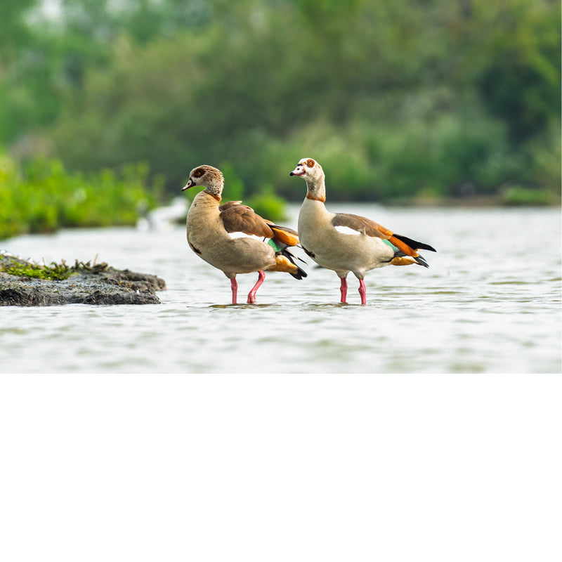Twee nijlganzen wandelen in harmonie naast elkaar, oplettend, een opvallende verschijning, observeren; onscherpe achtergrond die de vogels beter tot zijn recht laten komen