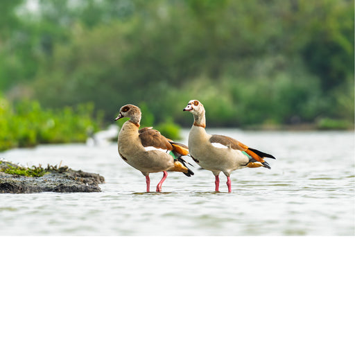 Twee nijlganzen wandelen in harmonie naast elkaar, oplettend, een opvallende verschijning, observeren; onscherpe achtergrond die de vogels beter tot zijn recht laten komen