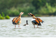 Twee nijlgansen vullen het beeld, ze staan in het water en zoeken benadering, kijken naar elkaar met op de achtergrond een waterhoentje, dat tussen beiden voorbijschuift.  Op het juiste moment gefotografeerd, perfect getimed. 