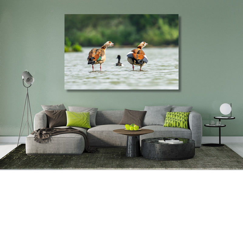 Harmonie op het water