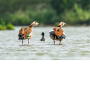 Twee nijlgansen en waterhoentje kijken in  dezelfde richting; hun gestrekte nekken, een samenhang binnen het waterlandschap
