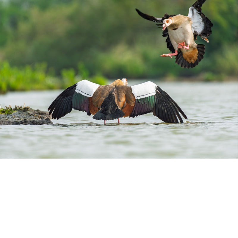 Een indrukwekkend moment waarop een nijlgans laag over het water scheert terwijl een tweede nijlgans in volle vlucht boven hem verschijnt. De gespreide vleugels en opspattende beweging zorgen voor een dynamisch natuurspektakel