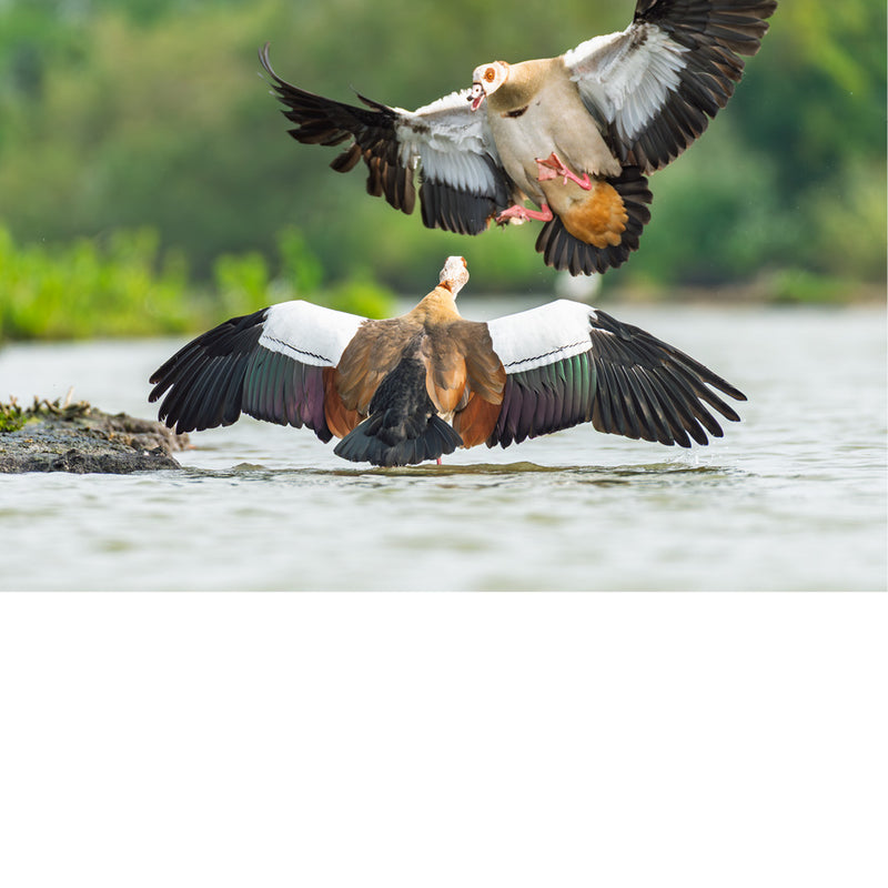 Twee nijlgansen kruisen elkaar boven het wateroppervlak en een spectaculair luchtduel. De timing en symmetrie van de vleugels geven de foto extra kracht en spanning