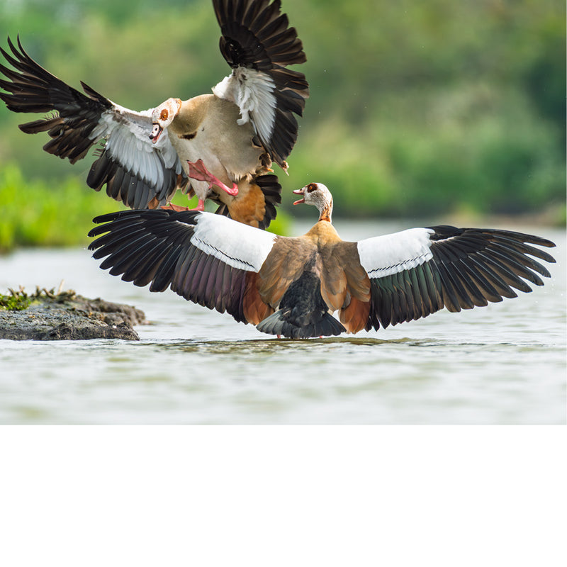 Een uniek natuurmoment waarbij twee nijlganzen elkaar bijna raken tijdens een vlucht boven het water. De open vleugels en intense compositie maken deze opname bijzonder levendig