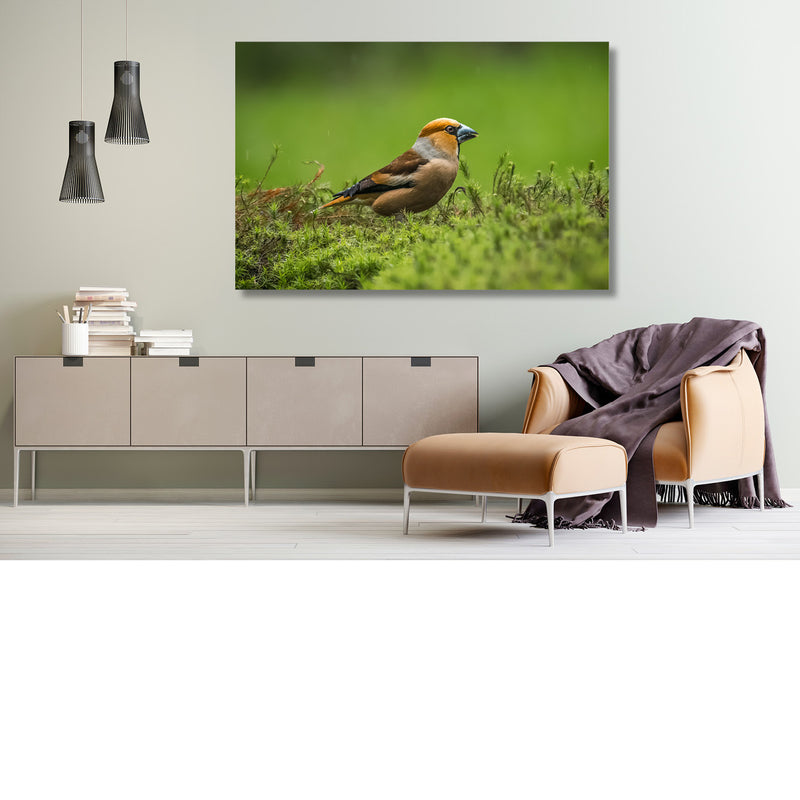 Appelvink, Stoere bink