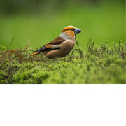 Een appelvink zit laag tussen het mos en het frisse groen. Zijn krachtige snavel, warme roestbruine verenkleed en alerte houding geven deze compacte zangvogel een stoer karakter, terwijl de zachte achtergrond alle aandacht naar het onderwerp trekt.