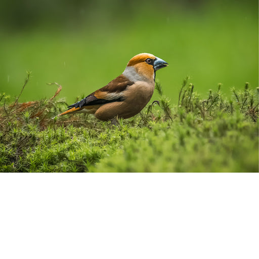 Een appelvink zit laag tussen het mos en het frisse groen. Zijn krachtige snavel, warme roestbruine verenkleed en alerte houding geven deze compacte zangvogel een stoer karakter, terwijl de zachte achtergrond alle aandacht naar het onderwerp trekt.
