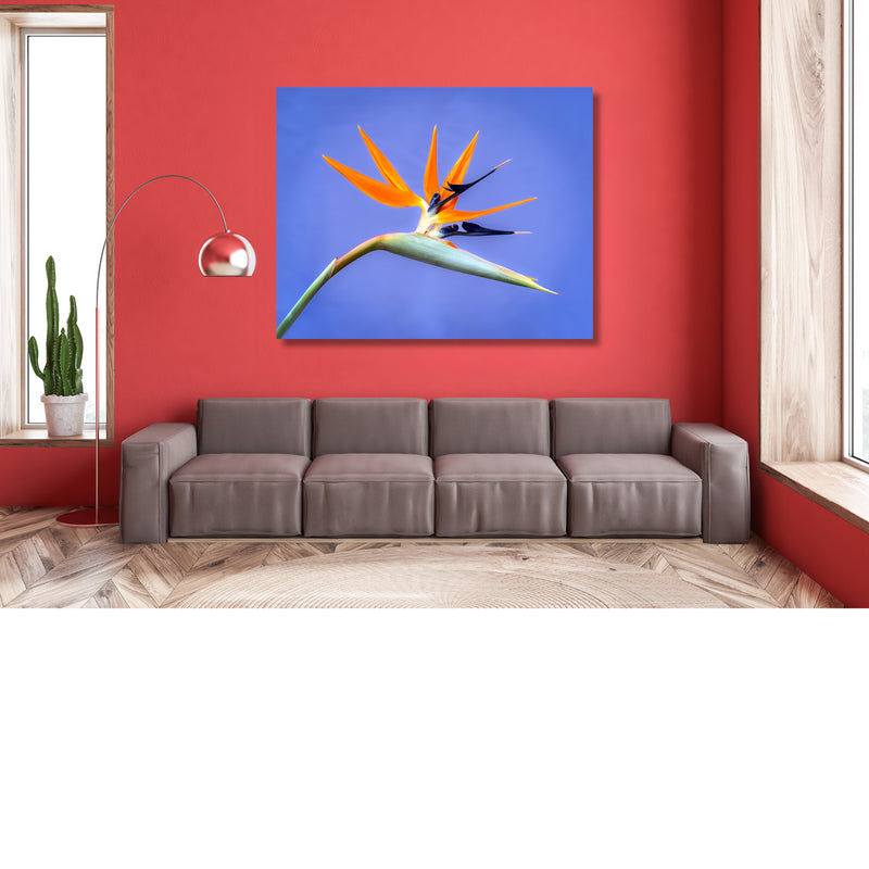 Strelitzia, exotisch violet