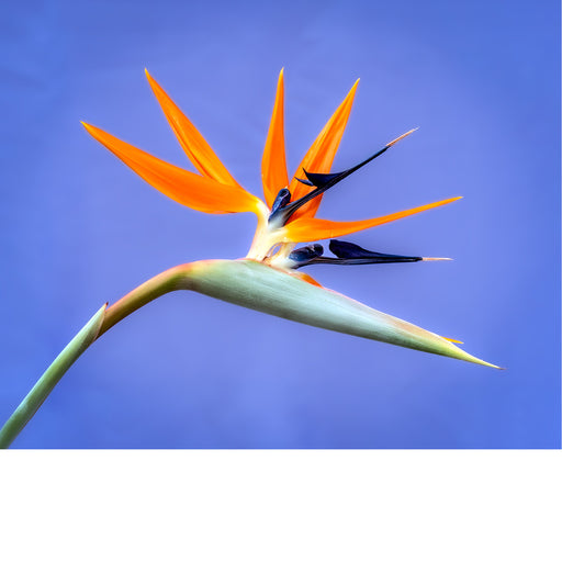 De opvallende Strelitzia komt prachtig tot zijn recht tegen een diepblauwe achtergrond. De levendige oranje en blauwe kleuren vormen een krachtig contrast en benadrukken de elegante, exotische vorm van deze bijzondere bloem.