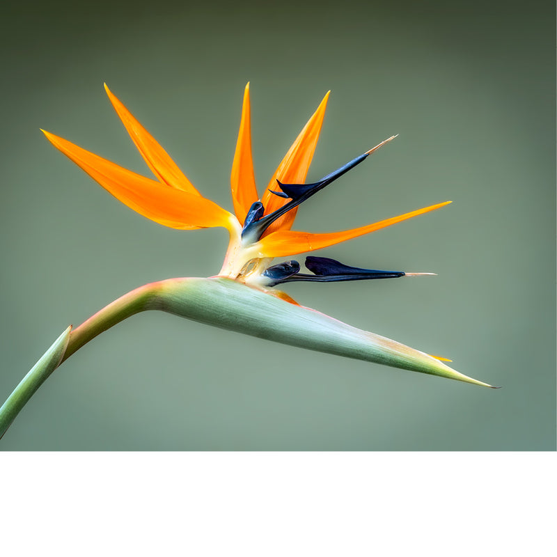 De Strelitzia straalt rust en elegantie uit tegen een zachte grijsgroene achtergrond. De subtiele kleuren zorgen voor een verfijnde uitstraling waarin de exotische bloem en haar karakteristieke vorm alle aandacht krijgen.