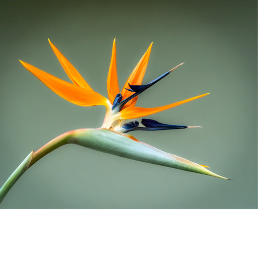 De Strelitzia straalt rust en elegantie uit tegen een zachte grijsgroene achtergrond. De subtiele kleuren zorgen voor een verfijnde uitstraling waarin de exotische bloem en haar karakteristieke vorm alle aandacht krijgen.