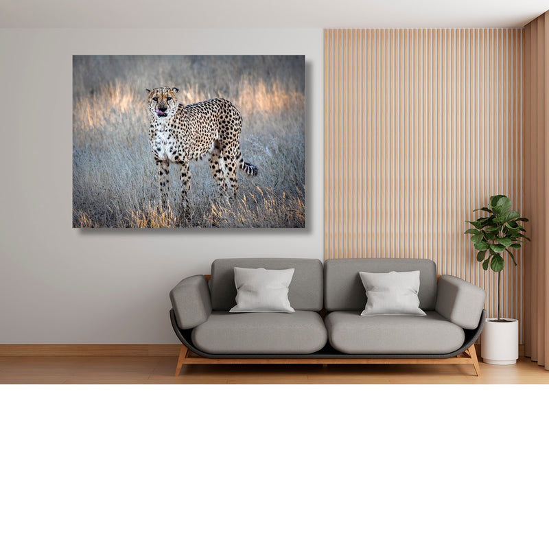 Cheetah, blik op de savanne
