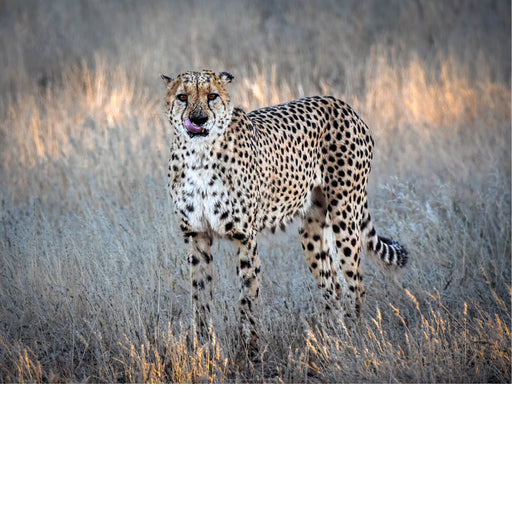 Een cheetah staat alert tussen het droge gras en kijkt recht de camera in. Het warme avondlicht en de zachte achtergrond benadrukken de elegante bouw en de intense blik van het snelste landzoogdier ter wereld.