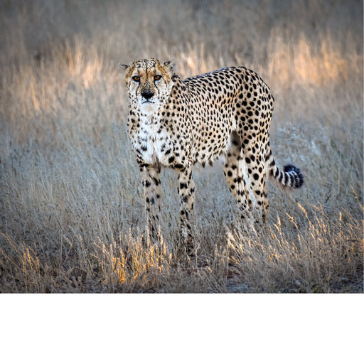 De cheetah houdt zijn omgeving aandachtig in de gaten terwijl hij stil tussen het hoge gras staat. De zachte kleuren en het warme licht versterken de sierlijke houding en de natuurlijke camouflage van dit indrukwekkende roofdier.