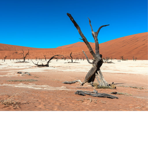 Een eeuwenoude, dode acaciaboom staat als stille getuige in het uitgedroogde kleibekken van Deadvlei, omringd door de imposante rode duinen van de Namibwoestijn. Het contrast tussen de witte bodem, de diepblauwe lucht en de oranjerode duinen maakt dit iconische landschap uniek.