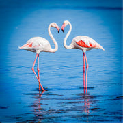 Twee flamingo's staan sierlijk in het kalme water terwijl hun elegant gebogen halzen samen een hart vormen. De zachte blauwe tinten en de subtiele weerspiegeling creëren een beeld van rust, verbondenheid en natuurlijke schoonheid.