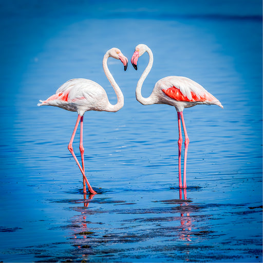 Twee flamingo's staan sierlijk in het kalme water terwijl hun elegant gebogen halzen samen een hart vormen. De zachte blauwe tinten en de subtiele weerspiegeling creëren een beeld van rust, verbondenheid en natuurlijke schoonheid.