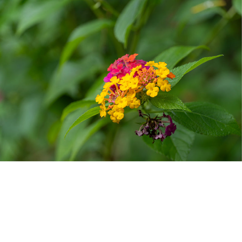 Kleurrijke lantanabloempjes in geel, roze en oranje vormen een bosje tussen het groene bladerdek, met een verwelkte tros er vlak onder.