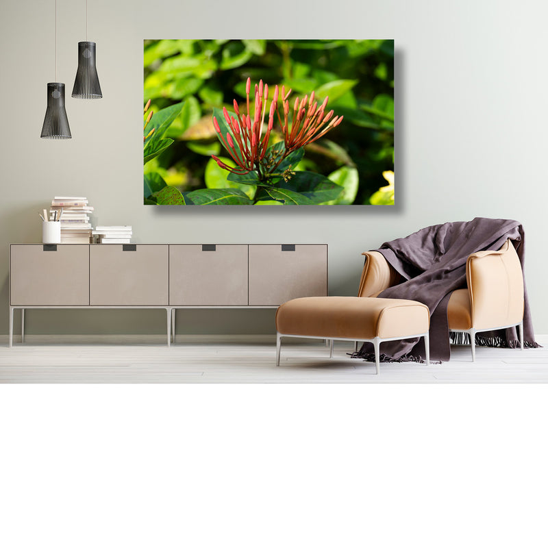 Waaier van ixora