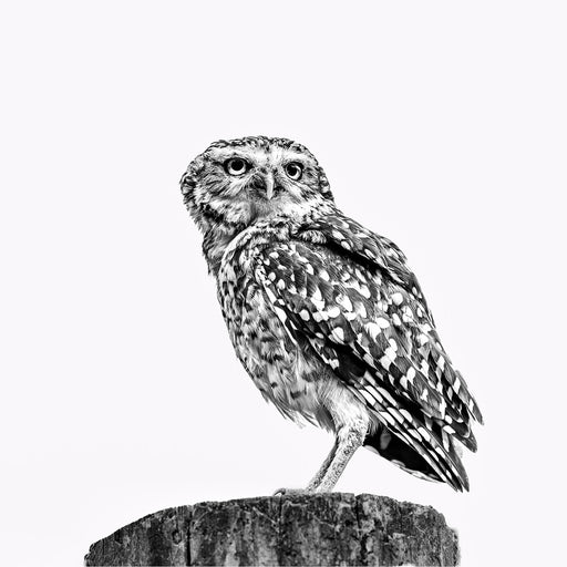Vanaf een houten paal kijkt een steenuil recht in de lens, terwijl het lichte, egale decor alle aandacht op de vogel legt.