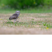 Tussen droog en groen gras stapt een steenuil alert voorwaarts, met een klein geel bloempje net naast zijn poten.