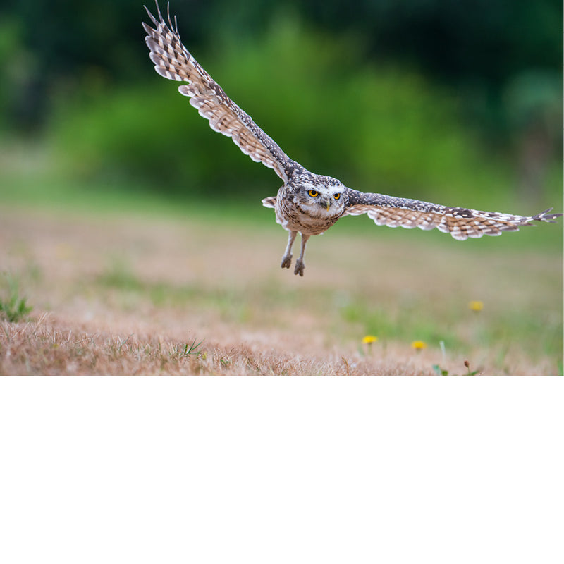 Met een sierlijke zwaai van de vleugels maakt een steenuil een scherpe draai net boven het gras.