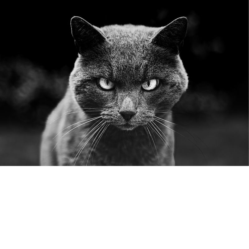 Close-up van een kat met scherpe ogen en gedetailleerde vacht, vastgelegd in zwart-wit tegen een donkere achtergrond.