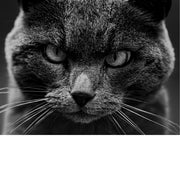 Gedetailleerde macro-opname van een kat met intense ogen en scherpe snorharen, zwart-wit contrast.