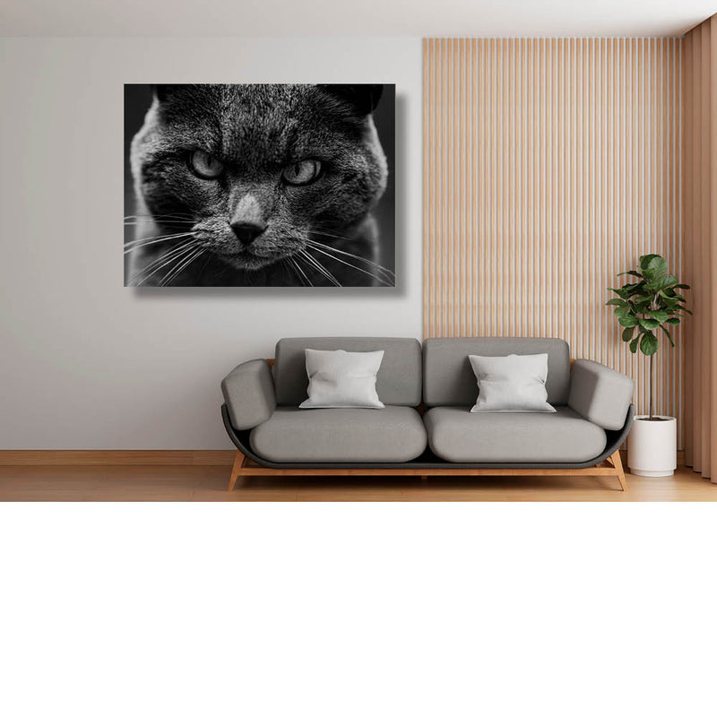 Intense blik van een kat  4