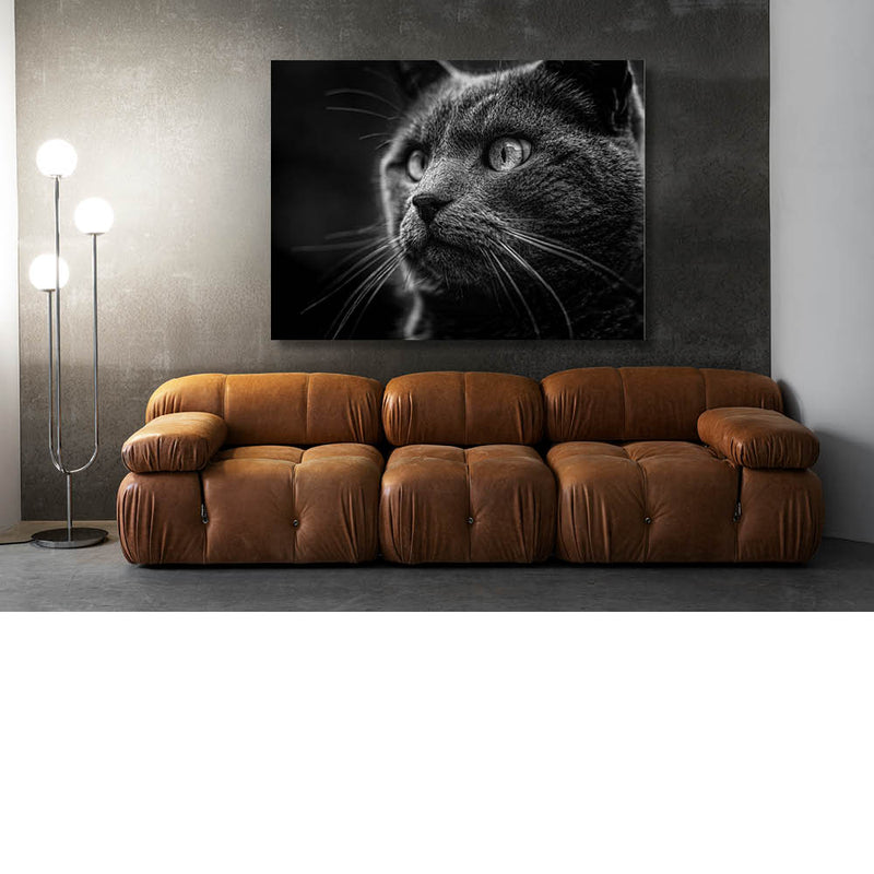 Intense blik van een kat  2