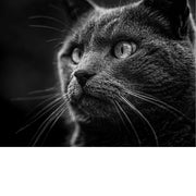 Artistieke close-up van een kat in profiel, met scherpe details en contrastrijke belichting.