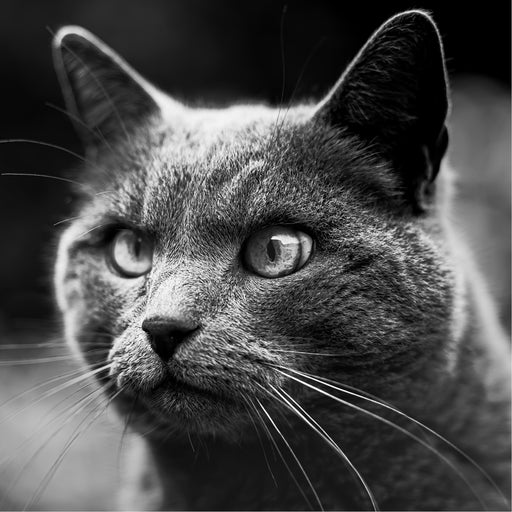 Close-up van een kat met zachte focus en contrastrijke belichting, minimalistische achtergrond.