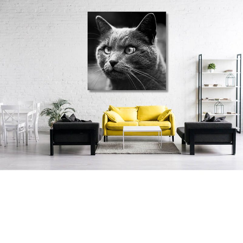 Intense blik van een kat  3