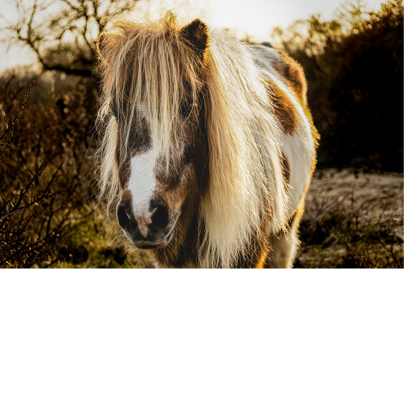 Close-up van een Shetlandpony met lange manen in een natuurlijke omgeving bij zonsondergang.