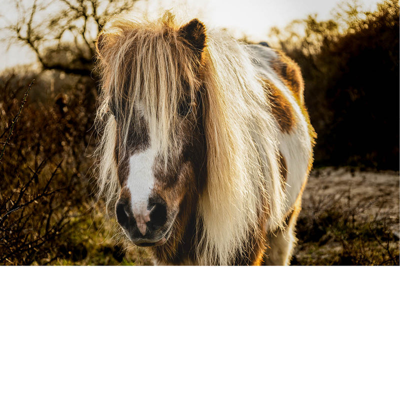 Close-up van een Shetlandpony met lange manen in een natuurlijke omgeving bij zonsondergang.