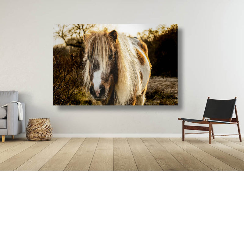 Gouden pony