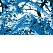 Close-up van met rijp bedekte takken in een winterlandschap, blauwe tinten