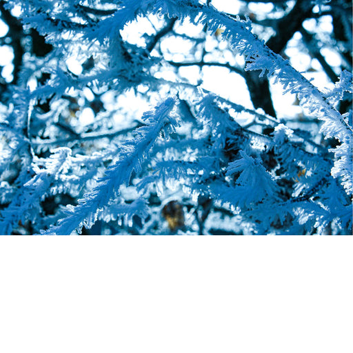 Close-up van met rijp bedekte takken in een winterlandschap, blauwe tinten