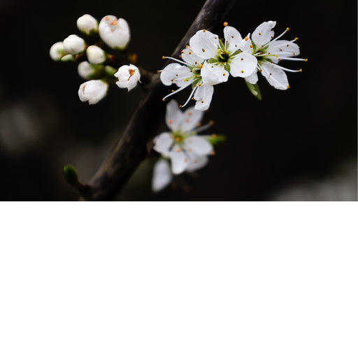 lose-up van witte bloesem op een tak, scherp in beeld tegen een donkere, onscherpe achtergrond.